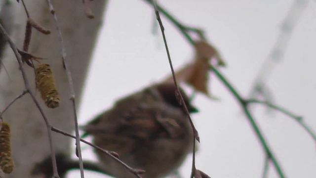 ПТИЧКА))ВОРОБЕЙ.В мире животных.Сьёмка камерой панасоник. смотреть онлайн