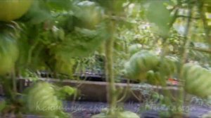 О сортах томатов Подарок Моей Жене.  (ПМЖ)