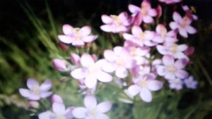 Золототысячник - лечебные свойства противопоказания.