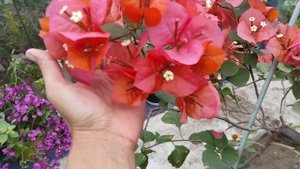 Цветение бугенвиллии сорт Scarlet glory orange