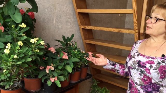 Эуфорбия | Молочай | Уход за комнатными растениями
