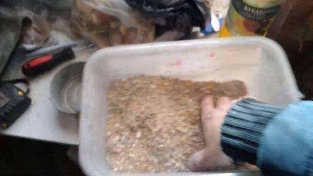 Корм для кур несушек. Куры несутся зимой. Чем я кормлю кур. Зима на улице -25 мороза.