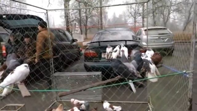 Выставка - Ярмарка голубей.     Горловка 20.11.2021 год.