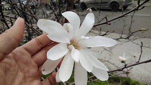 #белая #магнолия #звездчатая #цветет (#Роял #Стар). #Magnolia #stellata 2019_03_27