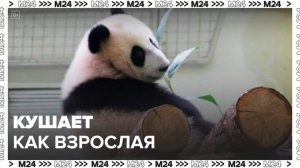 Панду Катюшу из Московского зоопарка перевели на взрослый рацион питания - Москва 24