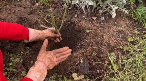 ПОКАЗЫВАЮ, КАК ПОСАДИТЬ РОЗУ ОСЕНЬЮ. Стоит ли сажать розу осенью