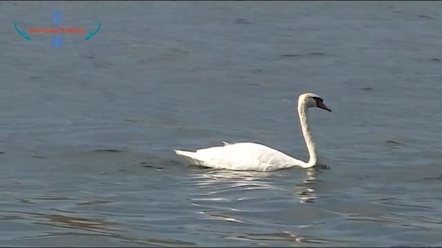 Рыбалка летом на водохранилище и не только смотреть онлайн