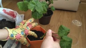 Как укоренить герань (пеларгонию)? Проверенный и простой способ посадки черенков, эффект 100%.