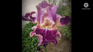 Цветение ирисов 2022