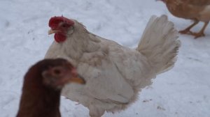 Курица русская белая