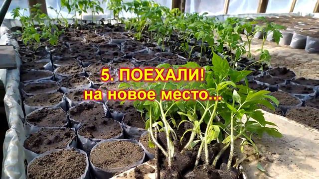 ПИКИРОВАНИЕ РАССАДЫ ПОМИДОР - инструктаж для начинающих. Март 2023 год.
