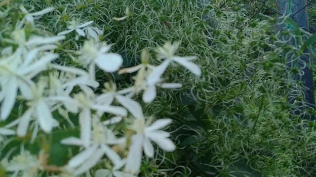 САМЫЕ ЗИМОСТОЙКИЕ КЛЕМАТИСЫ В МОЁМ САДУ !