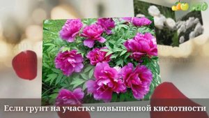 Посадка пионов - как правильно посадить пионы