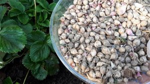 ПОСАДКА ЧЕСНОКА ПОД ЗИМУ однозубками и семенами мой способ  ✅ Чеснок посажен 16 октября ✅