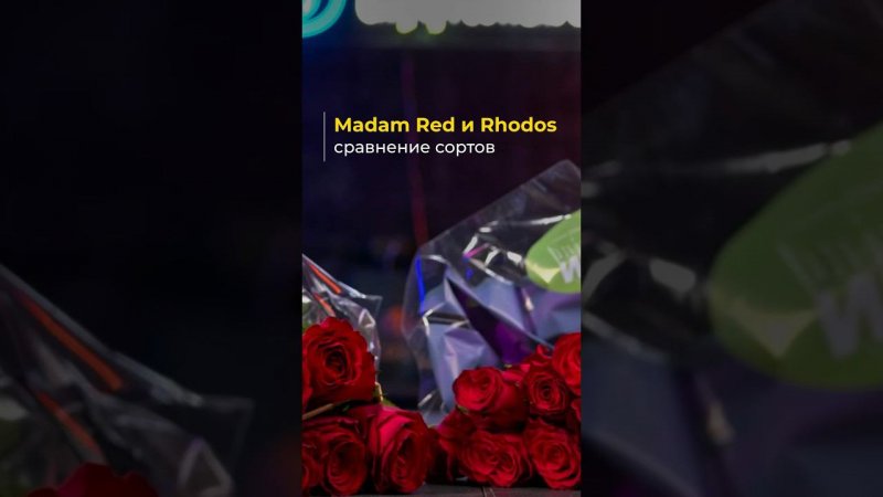 Madam Red vs Rhodos: какой сорт выбрать?