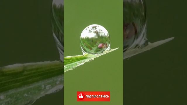 Зичу тобі на світанку. Доброго ранку та гарного дня ! Добрий Ранок.! Доброго Дня! . Файного Дня! смотреть онлайн