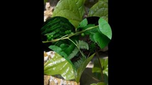 ТАМУС  (TAMUS)  сем. Диоскорейные (Dioscoreaceae)