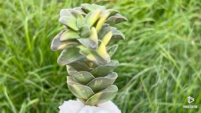 Crassula 'Springtime' Variegated смотреть онлайн