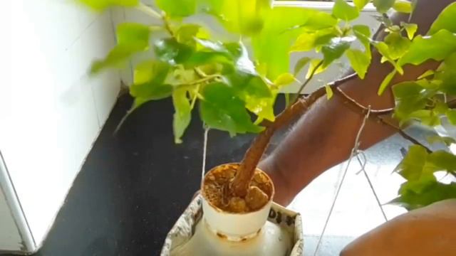 Bottle Cap Bonsai | How to create a Mini Bonsai Tree смотреть онлайн