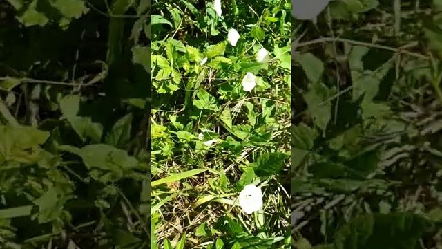 ВЬЮН ПОЛЕВОЙ и ПОВОЙ ЗАБОРНЫЙ. смотреть онлайн