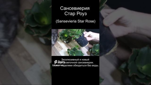 Комнатное растение Сансевиерия Стар Роуз (Sansevieria Star Rose) #Shorts