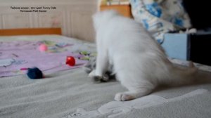 Тайские котята солнечного окраса! Тайские кошки - это чудо! Funny Cats