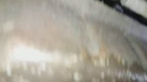 Течь масла между АКПП и раздаткой ММС Паджеро 2