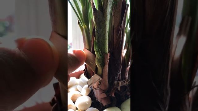 Хризалидокарпус (Chrysalidocarpus) - боковой побег, мутация или семейное проклятие… смотреть онлайн