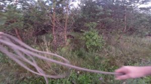 Натаска по кровяному следу.Баварская Кровяная Ищейка.