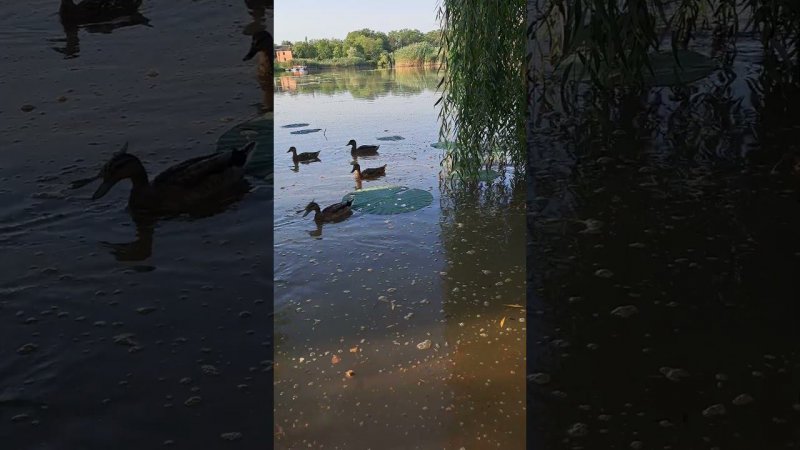 Выводок кряквы на кормёжке !!!