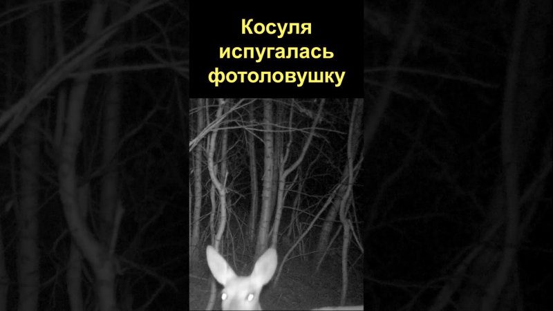 Косуля испугалась фотоловушку