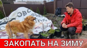 чтобы зимой не замерзли я их закапываю в грунт выращивание растений в ведрах (контейнерах)