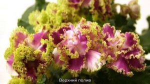 Фиалка Ледяная роза — описание и характеристики сорта