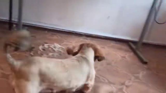 Весенняя стрижка пекинеса./ 24 марта 2021 г./ стрижка собак смотреть онлайн