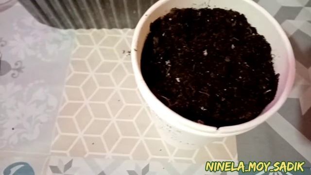 Семена проросли за 3-4 дня?. Необычная посадка дынь и арбузов на рассаду.