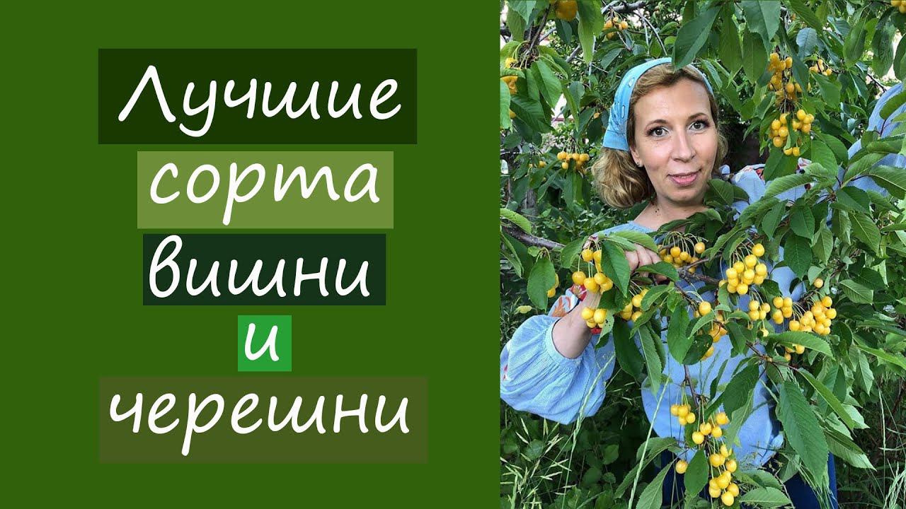 Лучшие сорта вишни и черешни