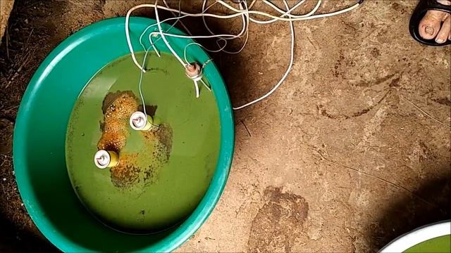 Сине-зеленые водоросли (цианобактерии)