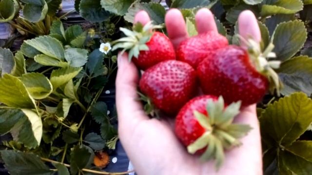 Немецкий поздний сорт клубника МАЛЬВИНА, г. Омск Ферма "Омская Ягода"