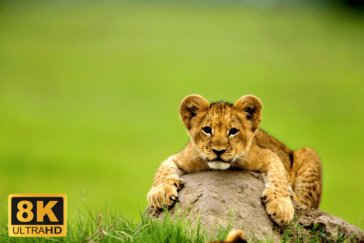 8К УЛЬТРА HD ВИДЕО С МИЛЫМИ ЖИВОТНЫМИ ДИКОЙ ПРИРОДЫ.