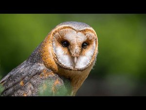 ИНТЕРЕСНАЯ ПТАШКА: СИПУХА ОБЫКНОВЕННАЯ