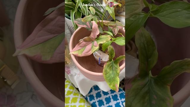 Syngonium Thai Pink Splash || Rare Houseplant #Shorts смотреть онлайн