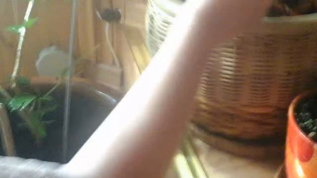 Как ухаживать за гибискусом комнатным смотреть онлайн