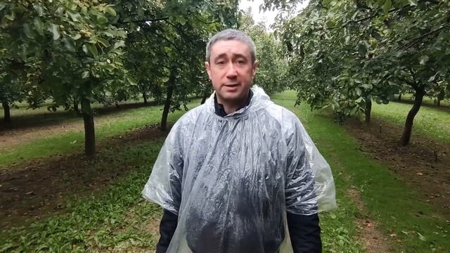 #горіхові сади#орех #горіх #грецкийорех#сад #орехи #урожай #чандлер #садоводство#workout #саджанці смотреть онлайн