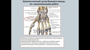 Анатомия лучезапястного сустава и соединений костей кисти