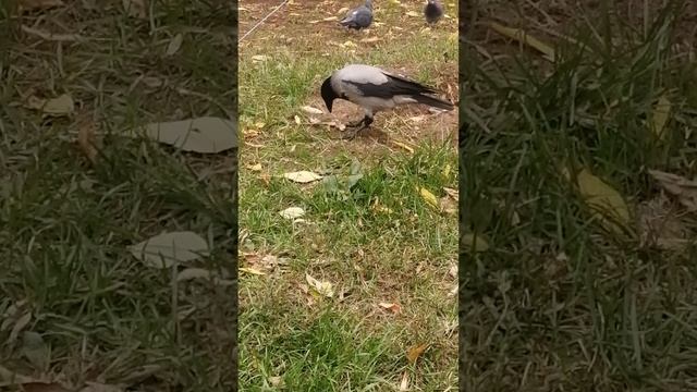 Самка вороны жадно ест курицу \ Female crow devours chicken meat