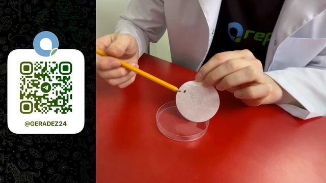 Как Спирт Уничтожает Клопов (эксперимент)
