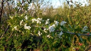 Вишня магалебка (антипка) - цветение