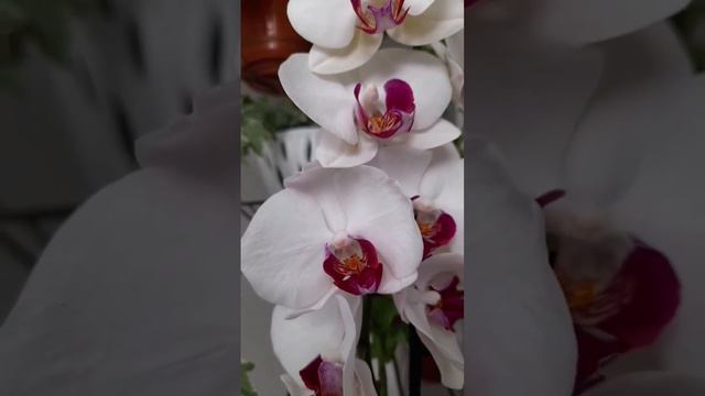 Полный роспуск орхидеи Ред Лип❤❤❤ Phalenopsis Red lip