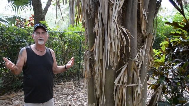 Rare Palm! - Attalea cohune (American Oil Palm)
