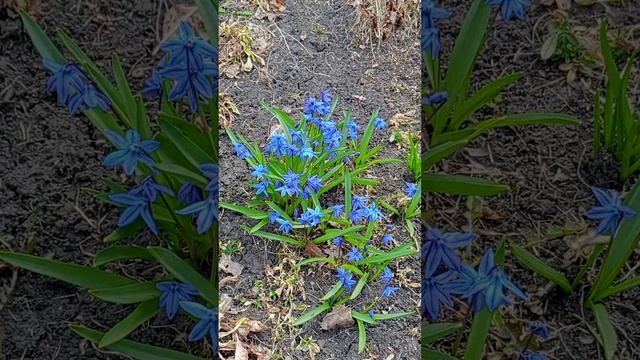 Пролеска (Scilla).??